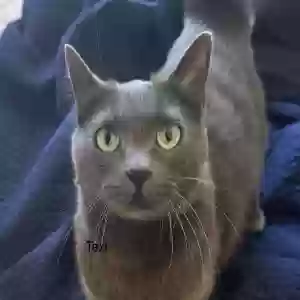 adoptable Cat in San Francisco, CA named Serena